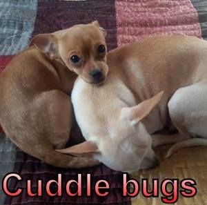 Meet your Posher, Tii